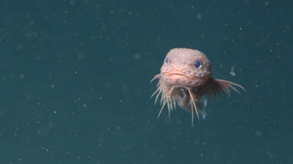 These Newly Discovered Deep-Sea Snailfish Just Became Our Latest Obsession