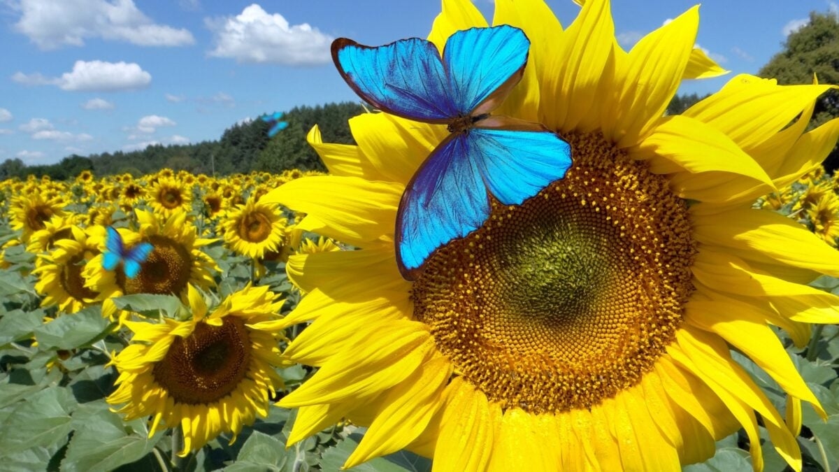 Bluesky va tester une option « Je n'aime pas ». Cela pourrait contribuer à résoudre un problème majeur.