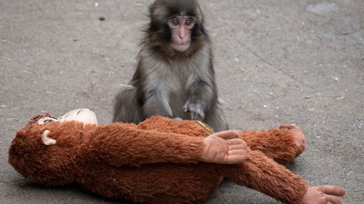 Punch the Monkey’s Enclosure Allegedly Invaded as Memecoin-Pumping Stunt