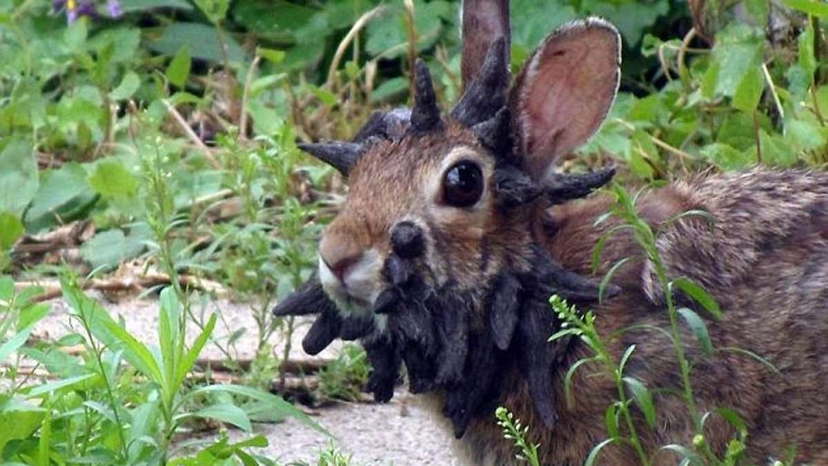 L'épidémie de lapins « Frankenstein » avec des tentacules faciaux constitue désormais une menace pour les HUMAINS : un médecin prévient dans quels États la maladie se propagera ensuite