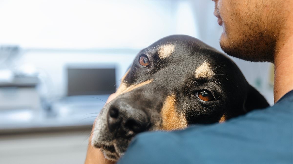 Peguei uma infecção mortal por dormir com meu cachorro que me deixou desfigurado