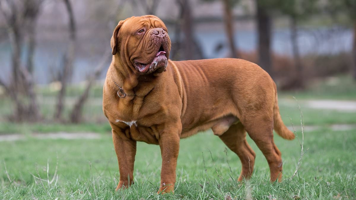 Revelado: As raças de cães com maior risco de câncer canino agressivo - com os cães de grande porte no topo da lista.