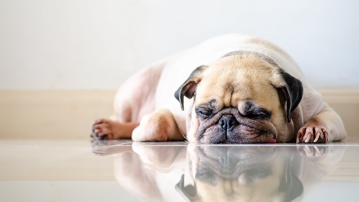The pugly truth: Scientists pinpoint the GENES that stop flat-faced dogs from being able to breathe - and call for a ban on breeding pups with these variations