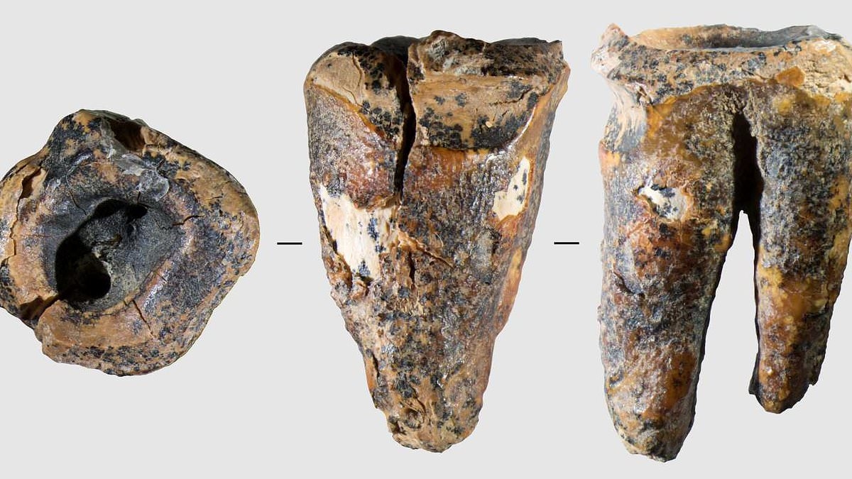 Excruciating truth behind the world's first dentists: Neanderthals used sophisticated stone drills to treat cavities 60,000 years ago - with no pain relief