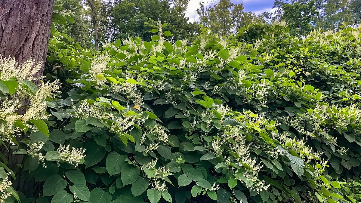 My neighbour let Japanese knotweed spread into my garden: DEAN DUNHAM KC replies