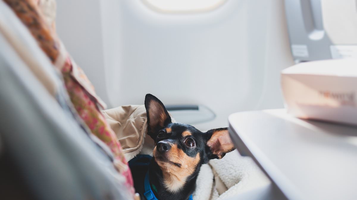 Dog lovers be warned: Nobody wants to sit next to - or smell - your beloved Chow Chow when they've paid for business class flights, writes KATE WICKERS