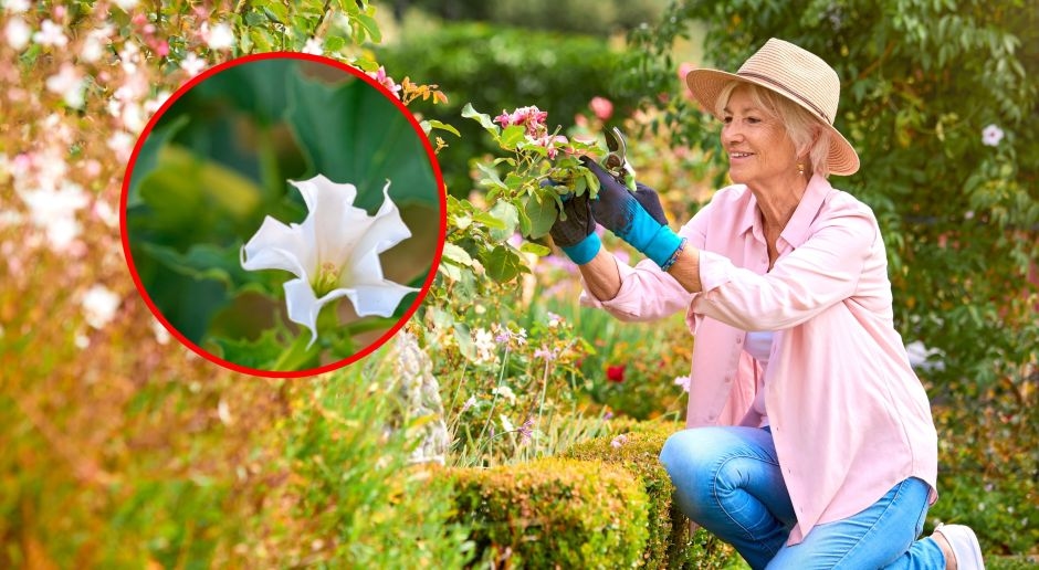 Una pianta altamente velenosa. Provoca allucinazioni e disturbi della coscienza. I polacchi la piantano nei giardini e sui balconi.