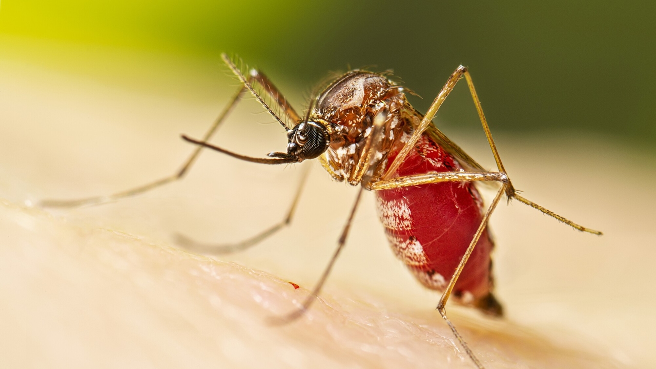 La chikungunya sta prendendo piede a causa del riscaldamento globale.