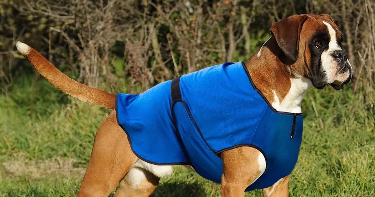 O casaco refrescante 'brilhante' para cães da Amazon mantém seu cãozinho seguro e confortável durante a onda de calor