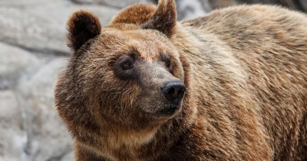 Alpinista cai de uma altura de 800 metros e morre após ser empurrado de uma ravina por um urso gigante em um local turístico