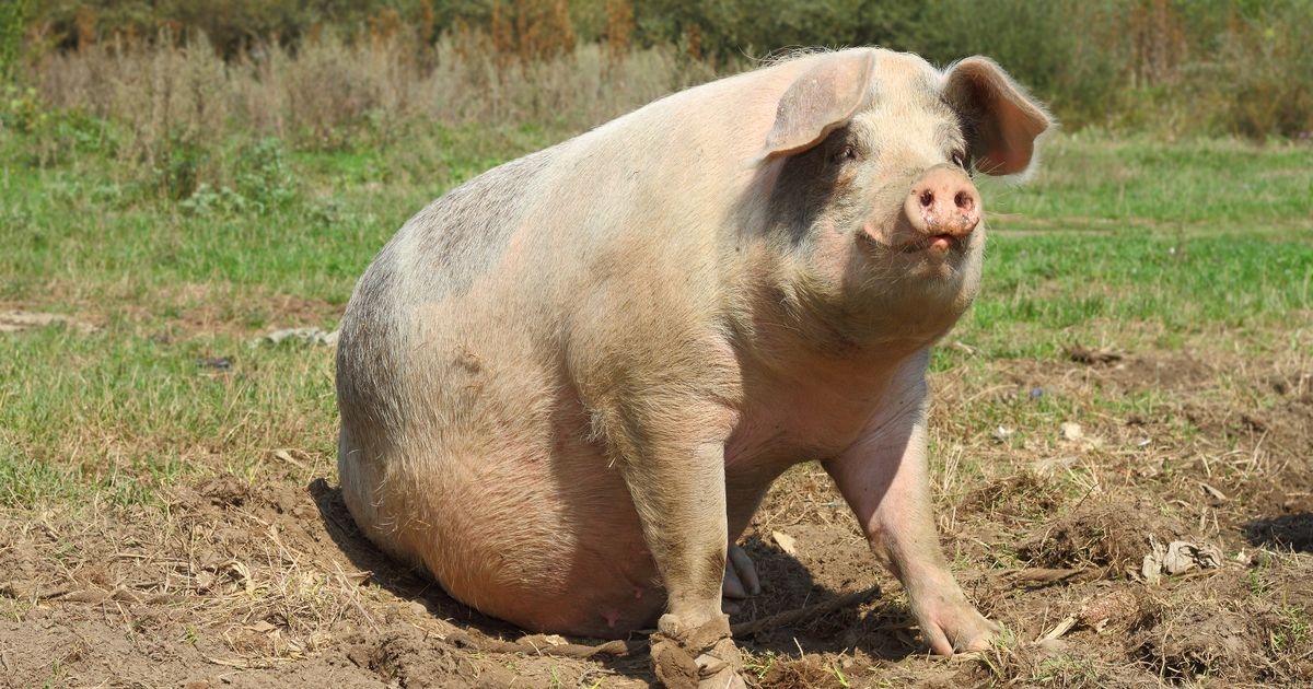 Grisly tale of three men transplanted with pig organs - 'it was my last choice'