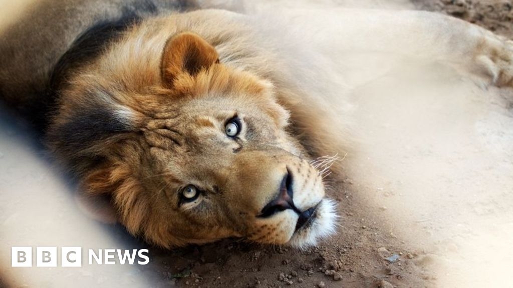 Dueños de un león mascota son arrestados después de que un gran felino atacara a tres personas