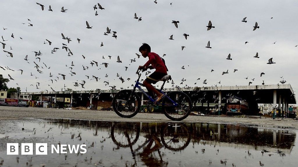 Health v heritage: Pigeon feeding ban sparks debate in India