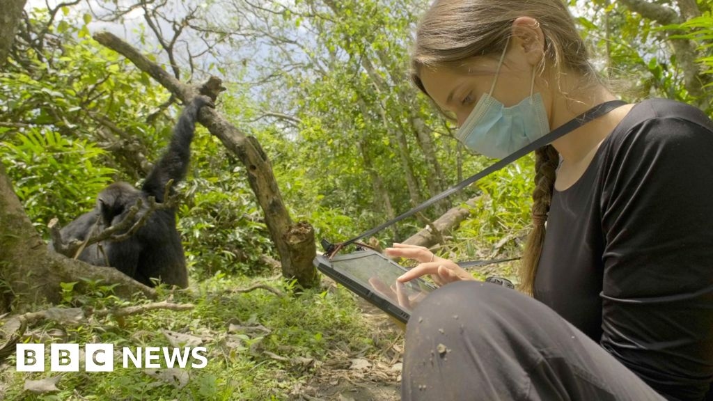 Chimpanzés selvagens filmados usando 'primeiros socorros' na floresta