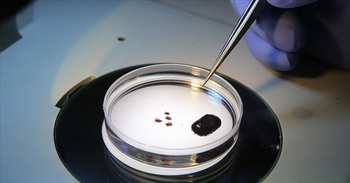 Ministry warns of Crimean-Congo Hemorrhagic Fever