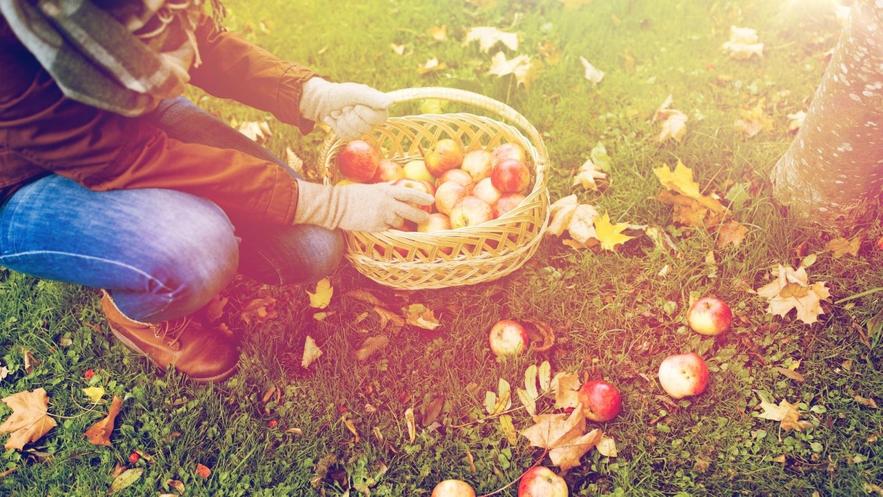 Late Summer Checklist 2025: These 3 gardening tasks are definitely worth doing now—it's worth it!