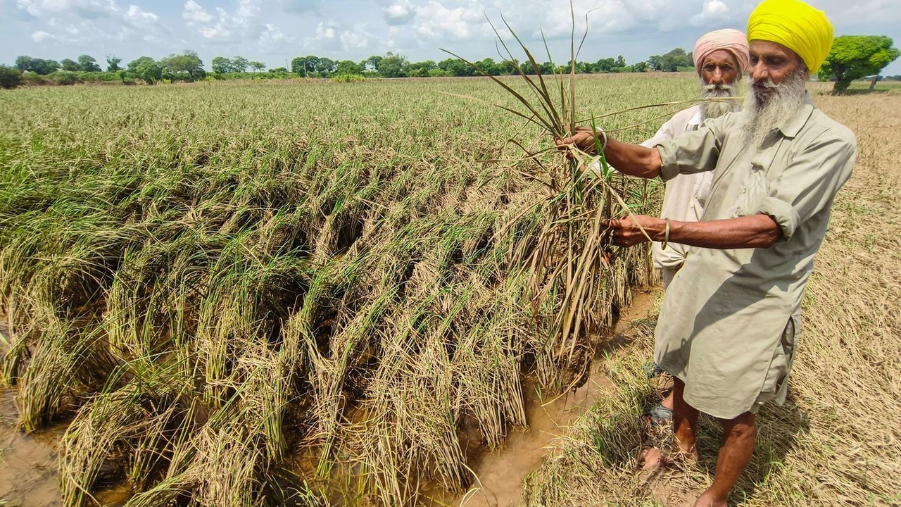 India: La disputa sobre el arroz basmati pone en peligro el acuerdo de libre comercio