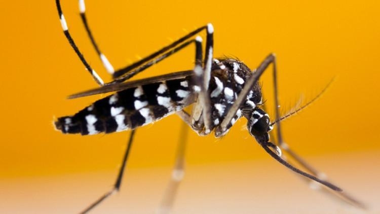 ¿Qué es el virus chikunguña? El número de casos en China ha superado los 7.700.