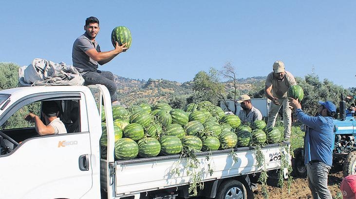 Una zona de plantación no planificada afecta a la sandía