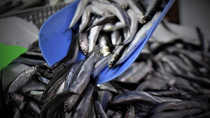 Anchovies found buyers from 19 countries in the first half of the year