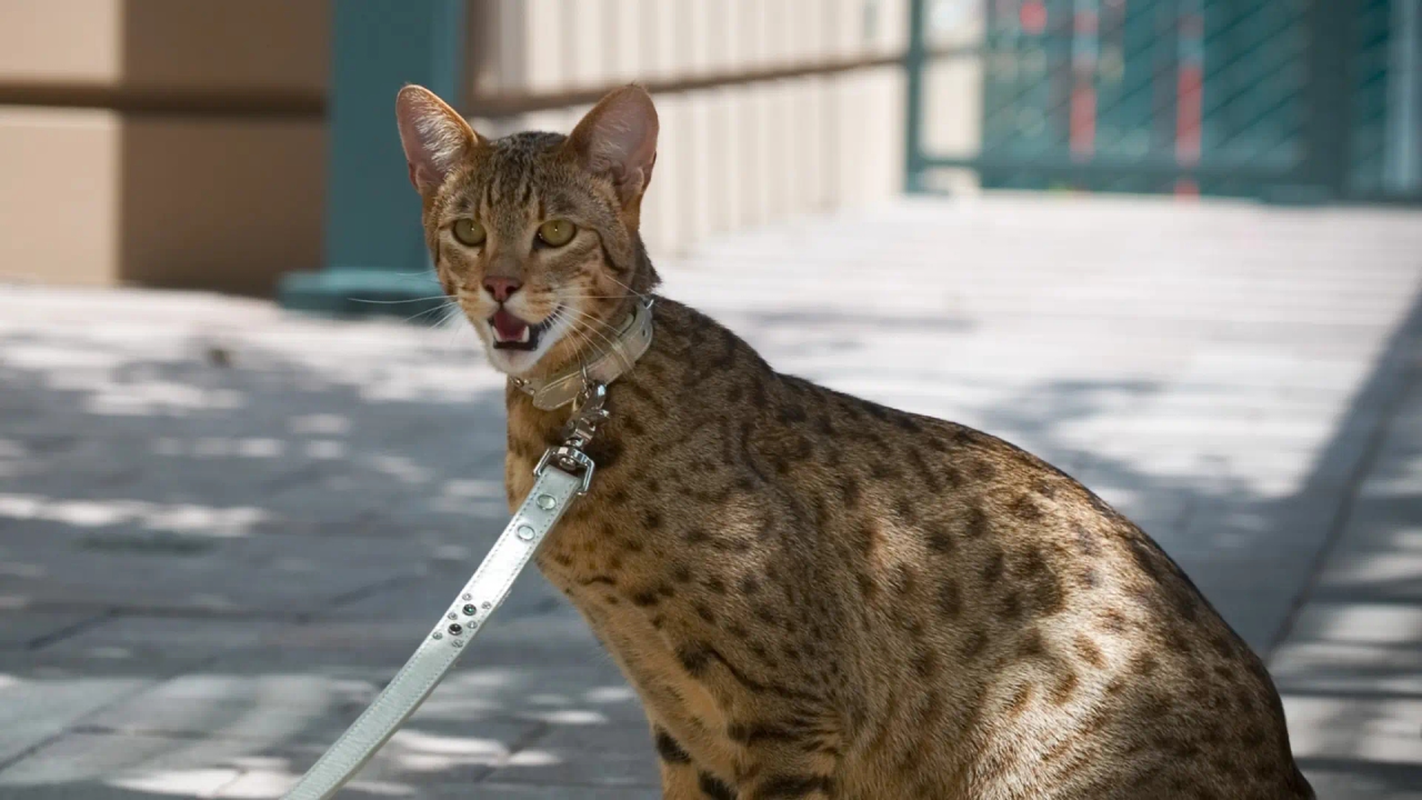 Razze di gatti ibridi, alla ricerca della bellezza selvaggia nonostante gli alti costi di allevamento