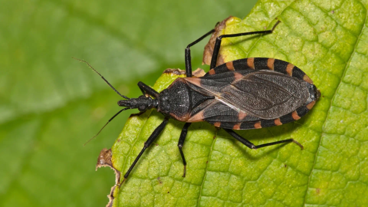 The United States confirms that Chagas disease is now endemic and has spread to 32 states.