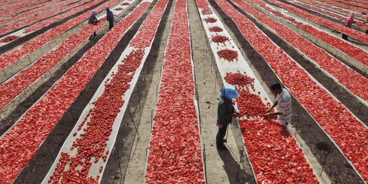 Antidumpingsheffing zal Mexicaanse tomatenexport naar VS met 7,9% verminderen
