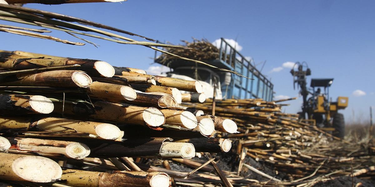 O desafio da produtividade na indústria açucareira
