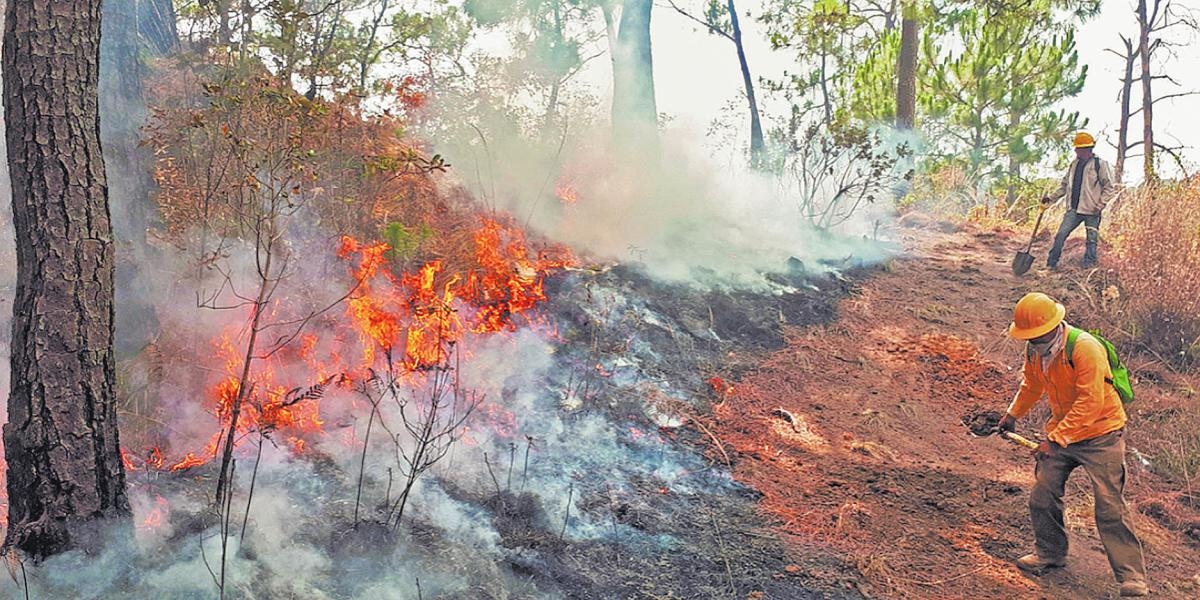 Waldverluste erreichen 2024 Rekordhöhe