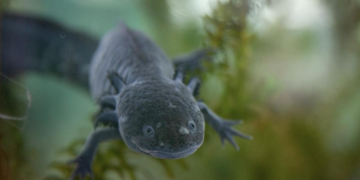 Die jüngste Axolotl-Zählung zeigt, dass es noch existiert, doch muss sein Lebensraum in Xochimilco dringend wiederhergestellt werden.