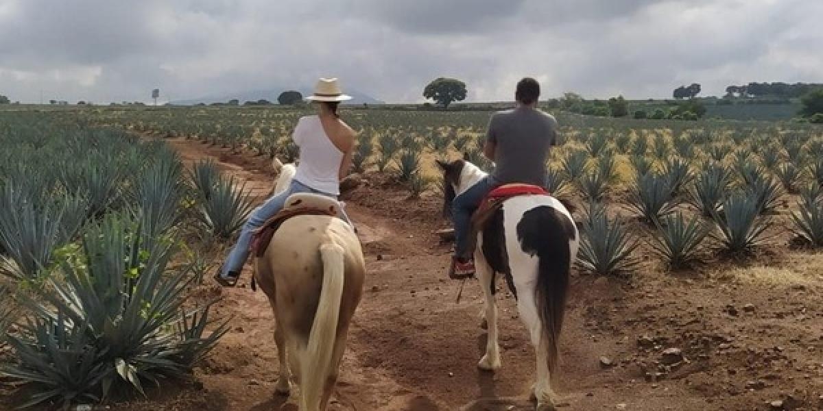 Ruta del Tequila refuerza desarrollo regional con alianza entre municipios y CRT