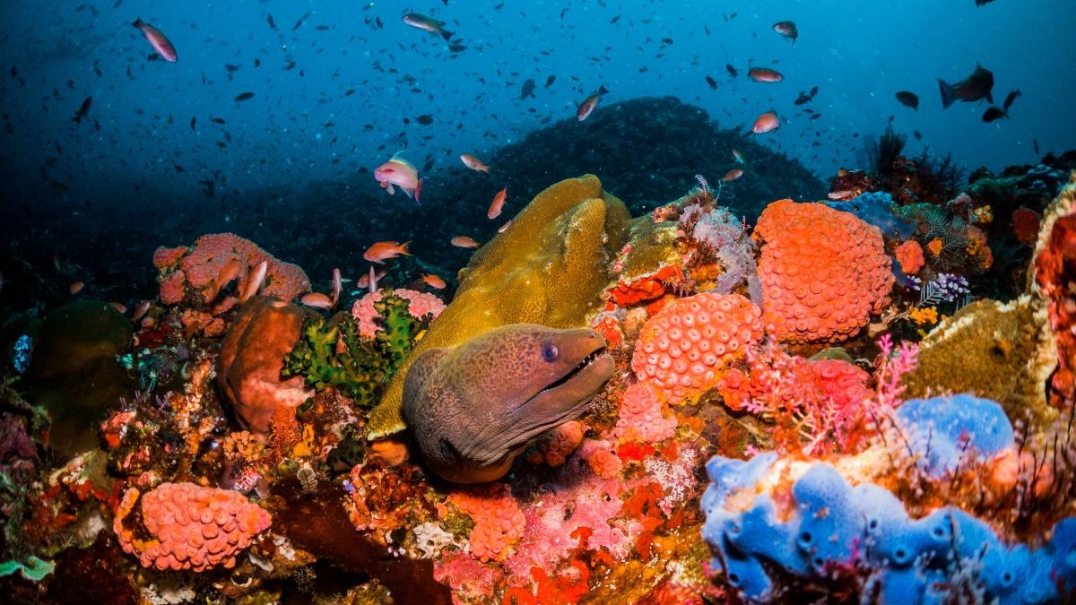 Różnice w łańcuchu pokarmowym między ekosystemami oceanicznymi dotkniętymi światłem słonecznym i tymi głęboko morskimi, gdzie światło nie dociera.