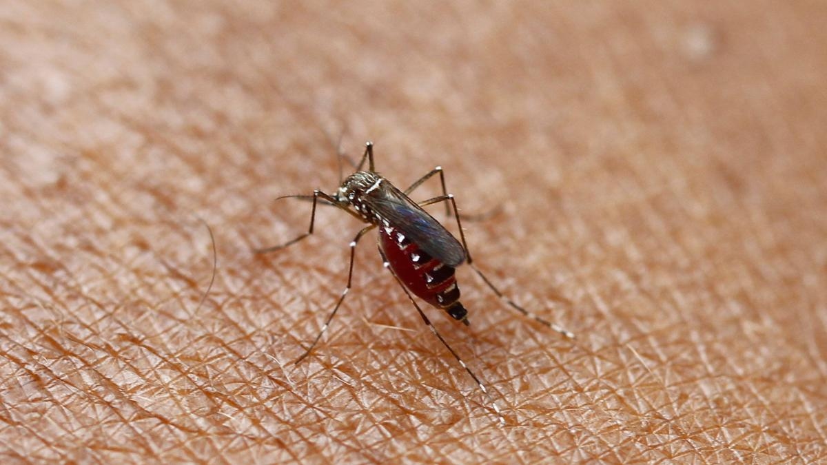 Colombiaanse wetenschapper ontdekt 'goede' virussen in Aedes aegypti-muggen die deze insecten kunnen beschermen tegen dengue en gele koorts.
