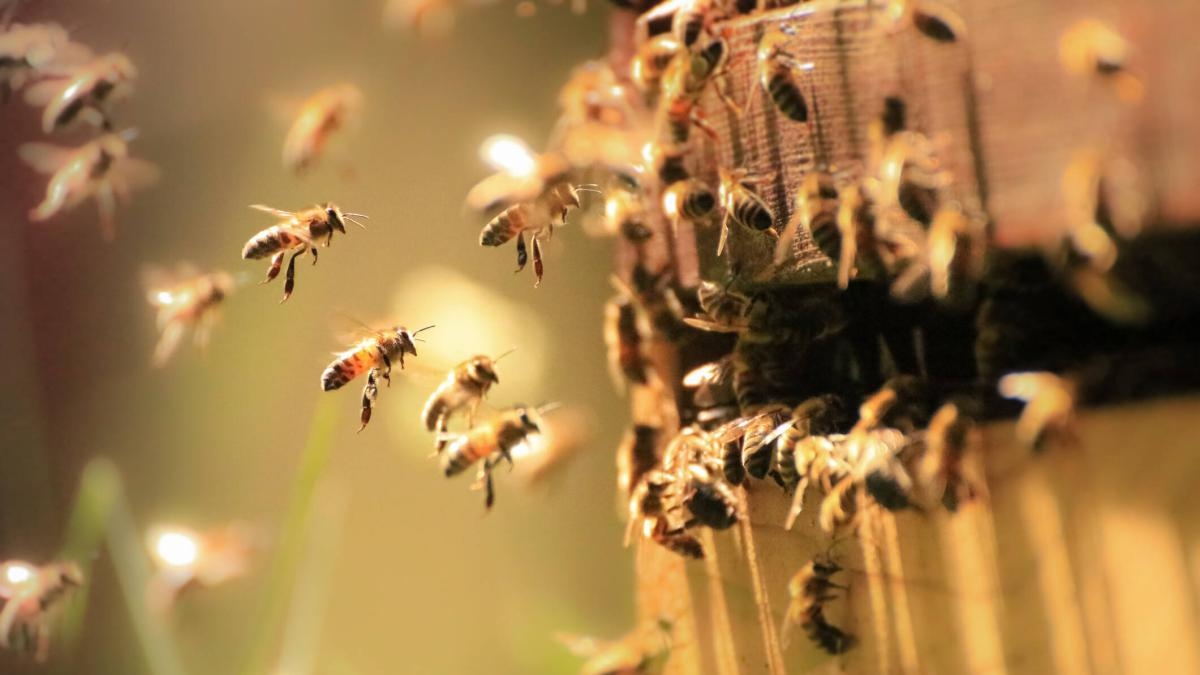 What to do if your pet is stung by a bee: Constant observation is key