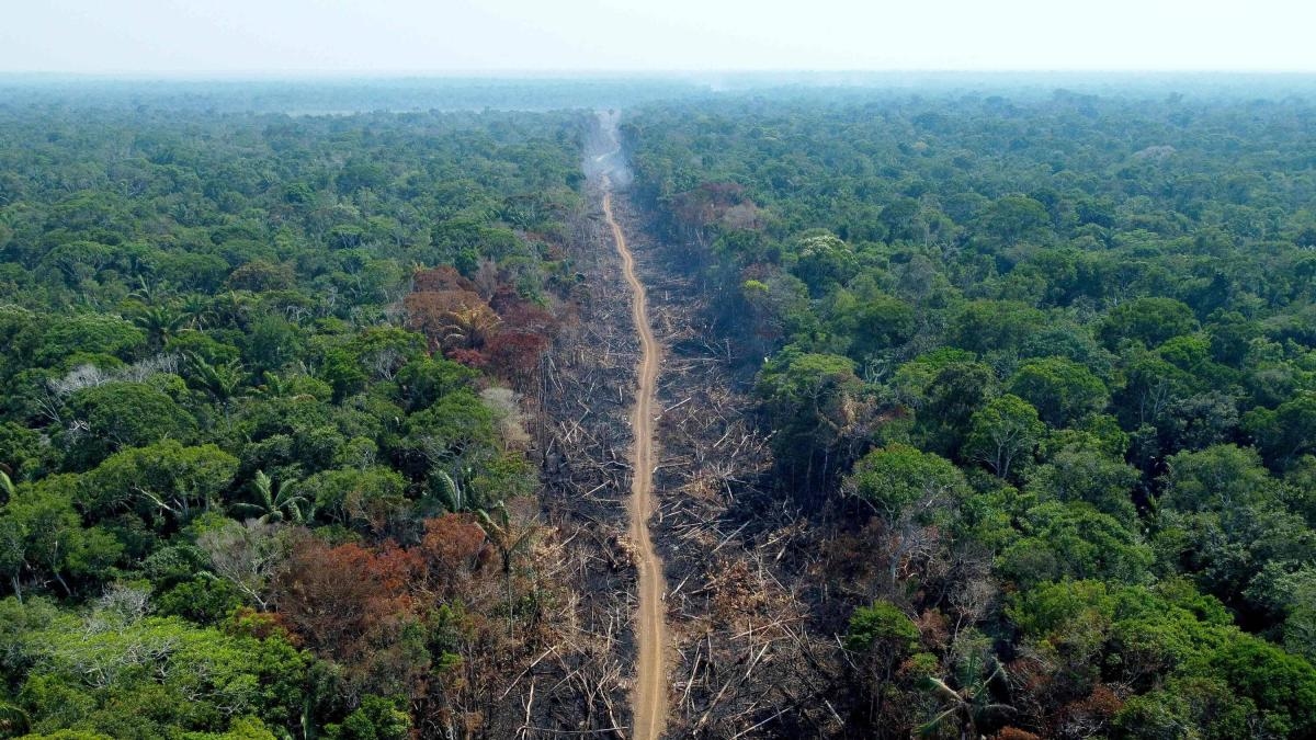 Negli ultimi dieci mesi la deforestazione nell'Amazzonia brasiliana ha subito un'accelerazione.