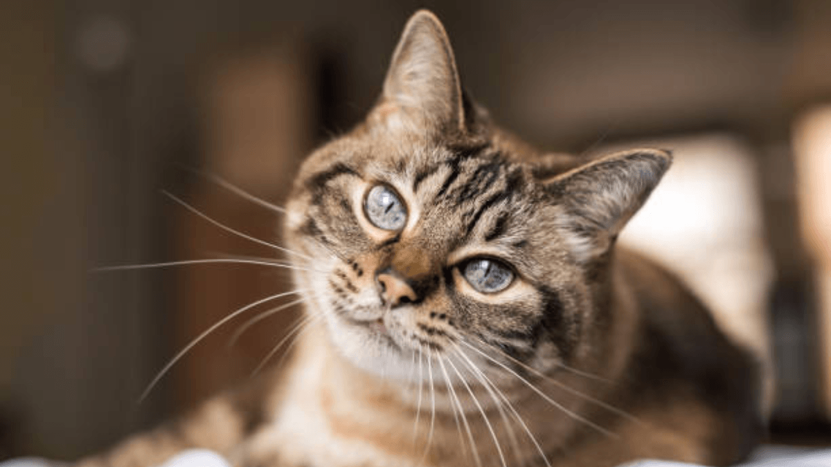 Wanneer begint de ouderdom van een kat? Let op de tekenen van ouderdom