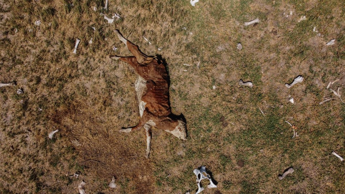 The 'perfect storm': Report warns that global drought will reshape life on the planet between 2023 and 2025