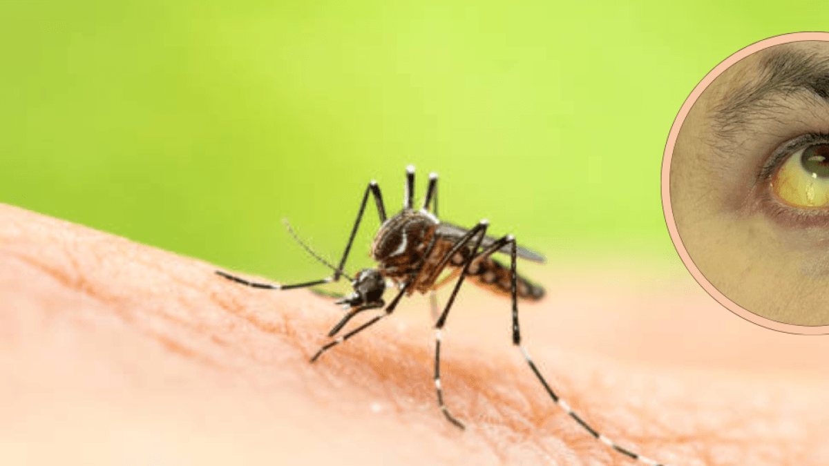 Sarı humma sivrisineği olan Aedes aegypti sivrisineğinin yaşam döngüsü nasıldır ve bununla nasıl mücadele edilebilir?