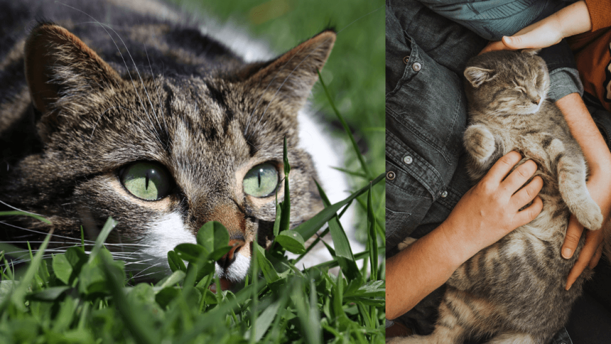 II. Dünya Savaşı sırasında ailesinin açlıktan ölmemesi için avlanan kedi