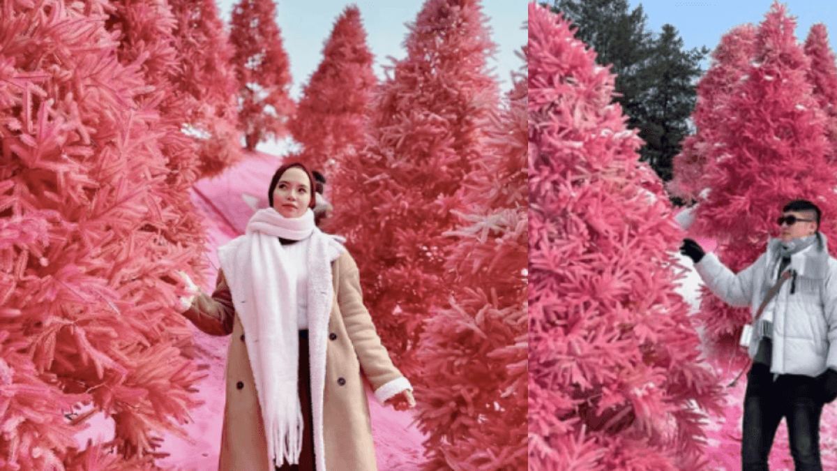 Herb Island em Pocheon, o parque temático na Coreia do Sul que deixa seus jardins rosa.