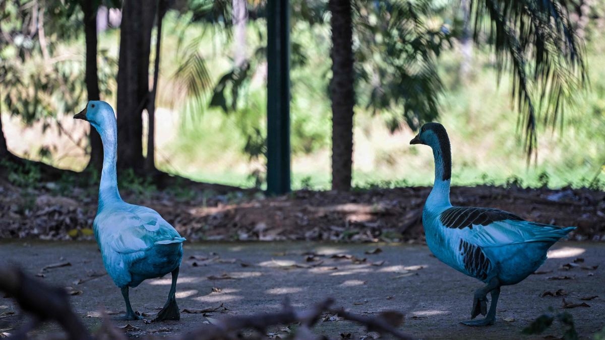 Zo kleurde een meer en de fauna in Brazilië blauw door de verflozing. "De vis stierf automatisch"
