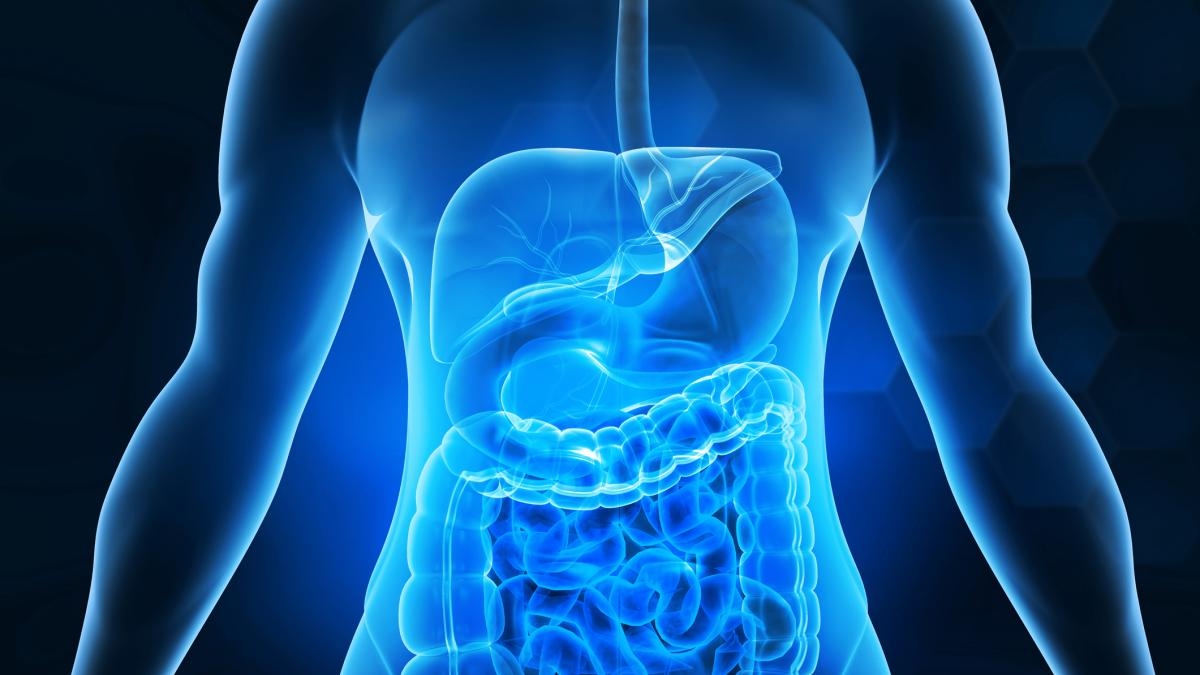 Sind Stuhlmikrobiota-Transplantationen gesund? Forschung warnt vor möglichen Risiken