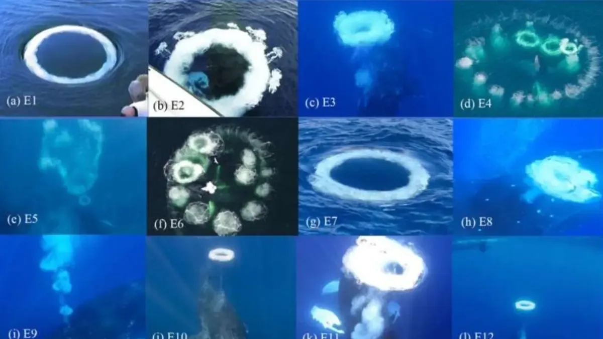 Cientistas dizem que baleias jubarte sopram anéis de bolhas em humanos em encontros amigáveis.