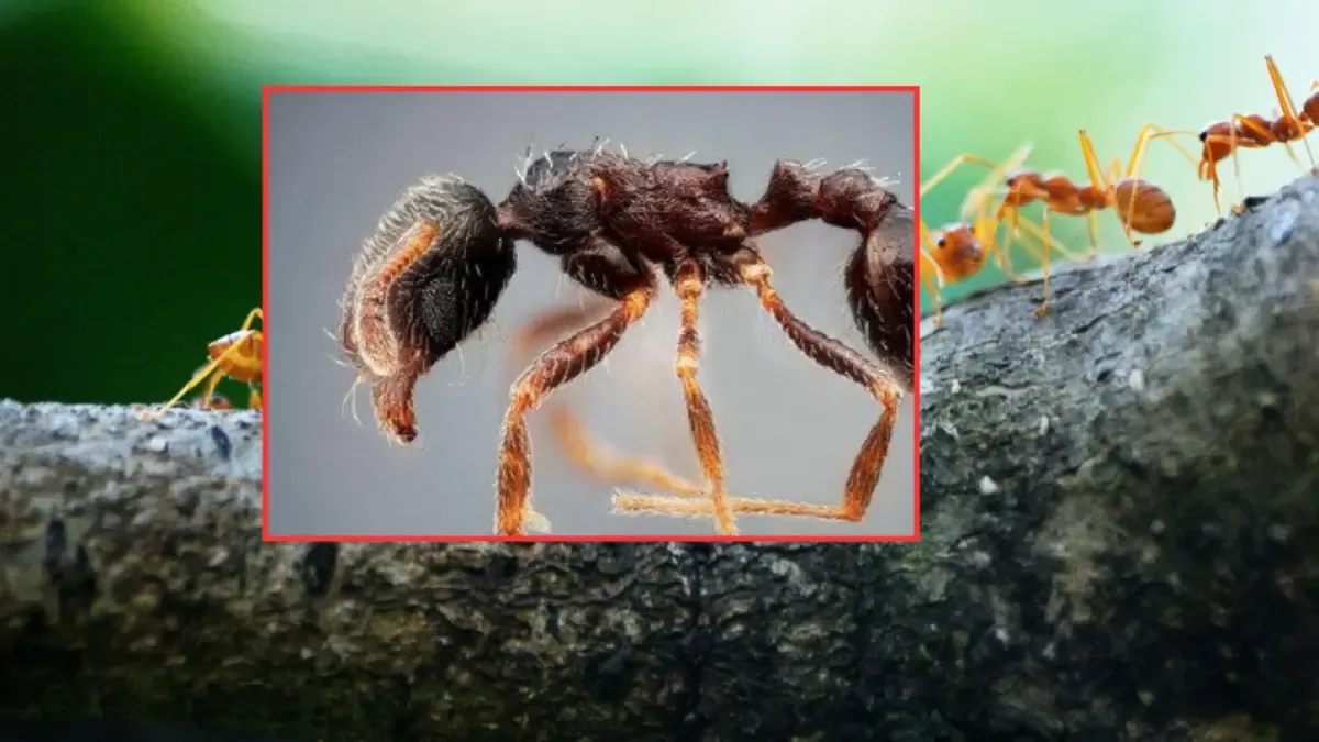 Mrówki są tak stare jak dinozaury: ciekawostki o tych owadach