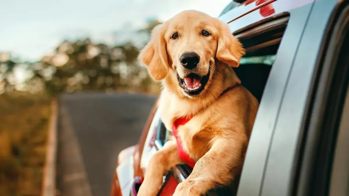 Volgens deskundigen bevordert het samenleven met een hond het emotionele welzijn en de fysieke gezondheid van kinderen.
