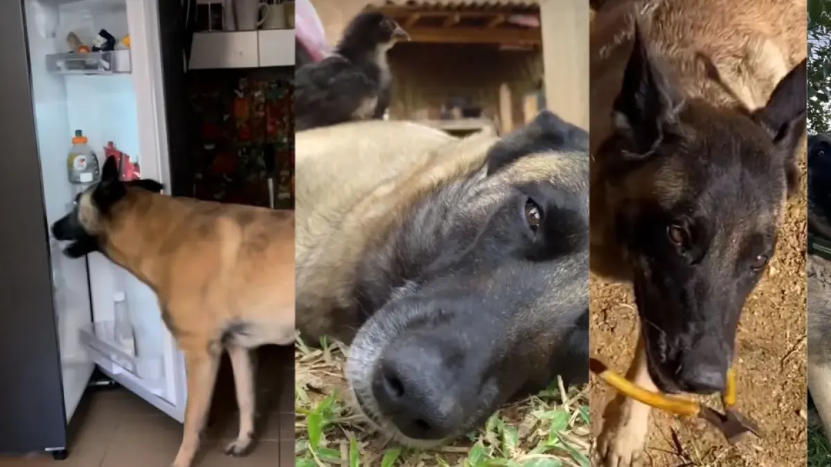 İşte 'Kolombiya'nın en zeki köpeği' Guerra: İspanyolcayı mükemmel anlıyor ve buzdolabını nasıl açacağını biliyor.