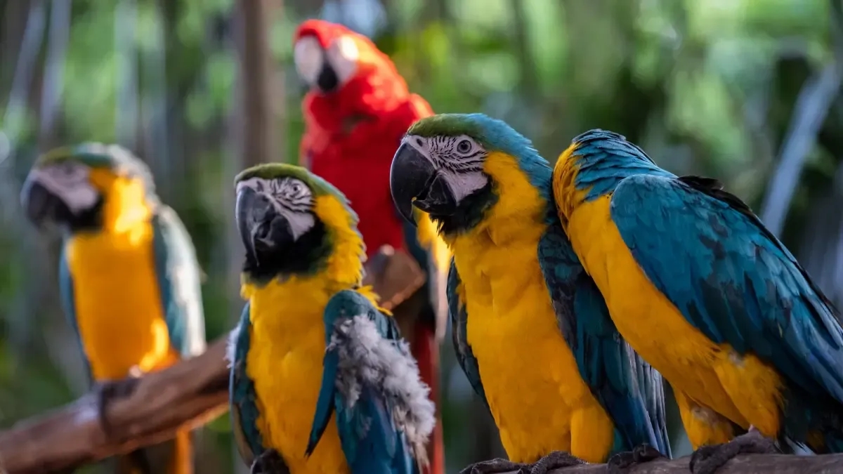 Gobierno crea el Sinapyba, primer sistema nacional para proteger el bienestar animal con participación estatal y ciudadana