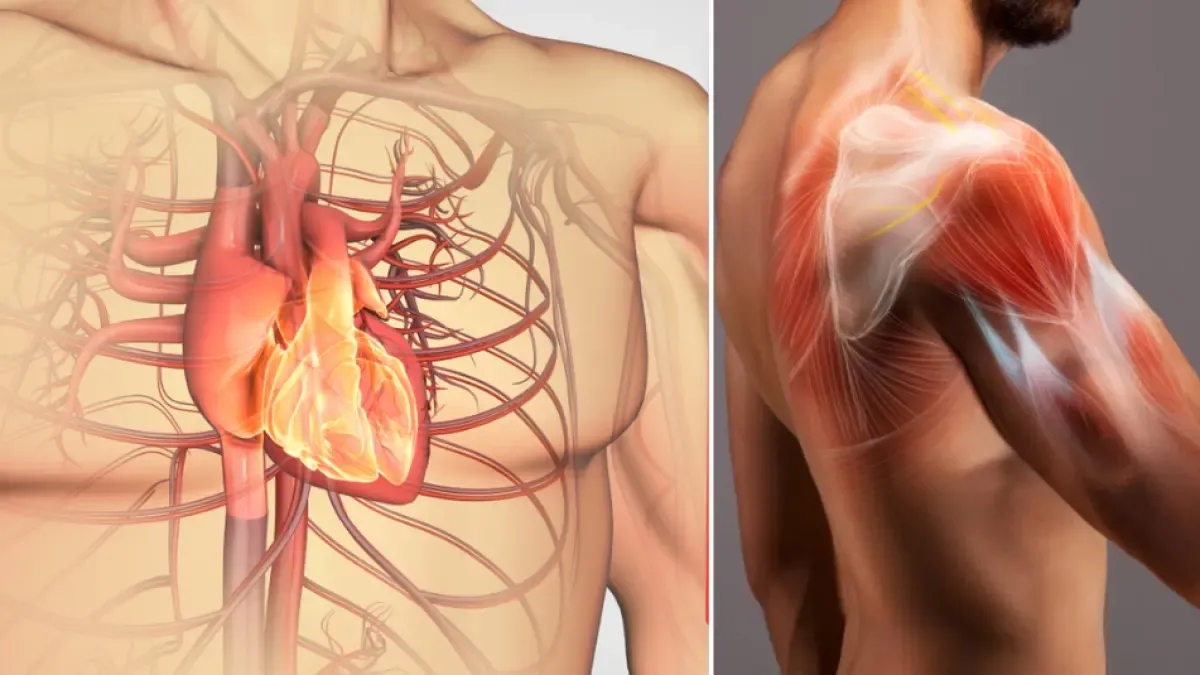 The fat that accumulates between muscles could be a new silent enemy for cardiovascular health, according to a new study.