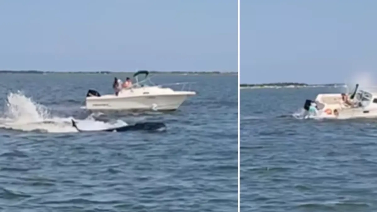 Balina, tekneye çarptıktan sonra New Jersey açıklarında öldü