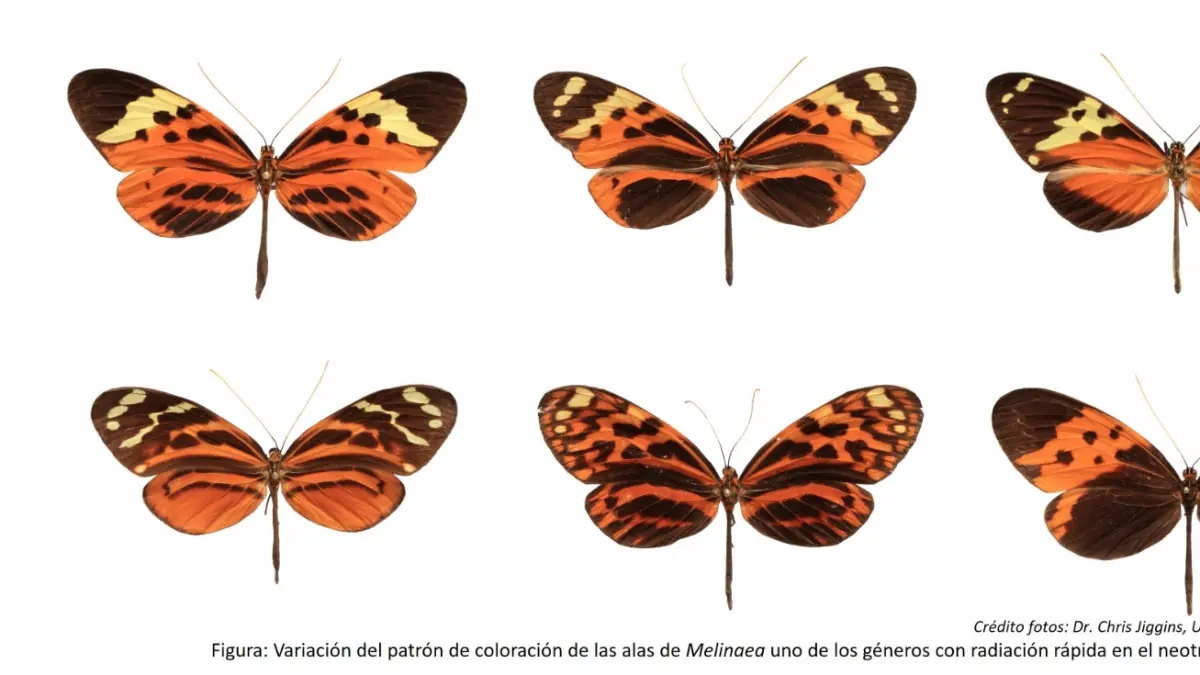 Unter Beteiligung kolumbianischer Wissenschaftler wurde im Rahmen einer Studie der Stammbaum der Tigerflügelfalter neu erstellt und sechs neue Arten entdeckt.